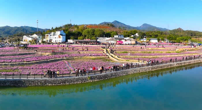 河源市东源县义合下屯村花海 (1)